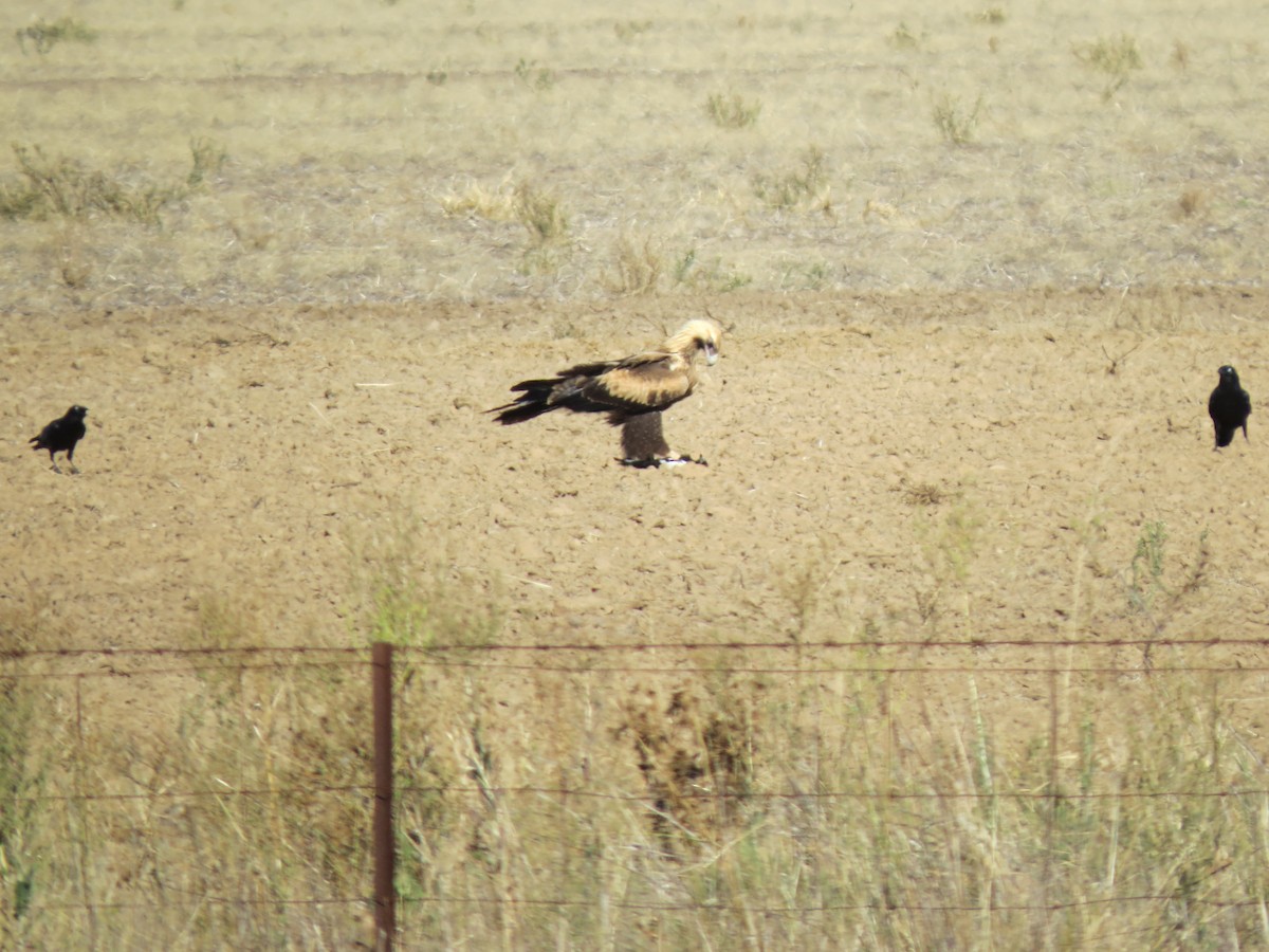 Wedge-tailed Eagle - ML92692901