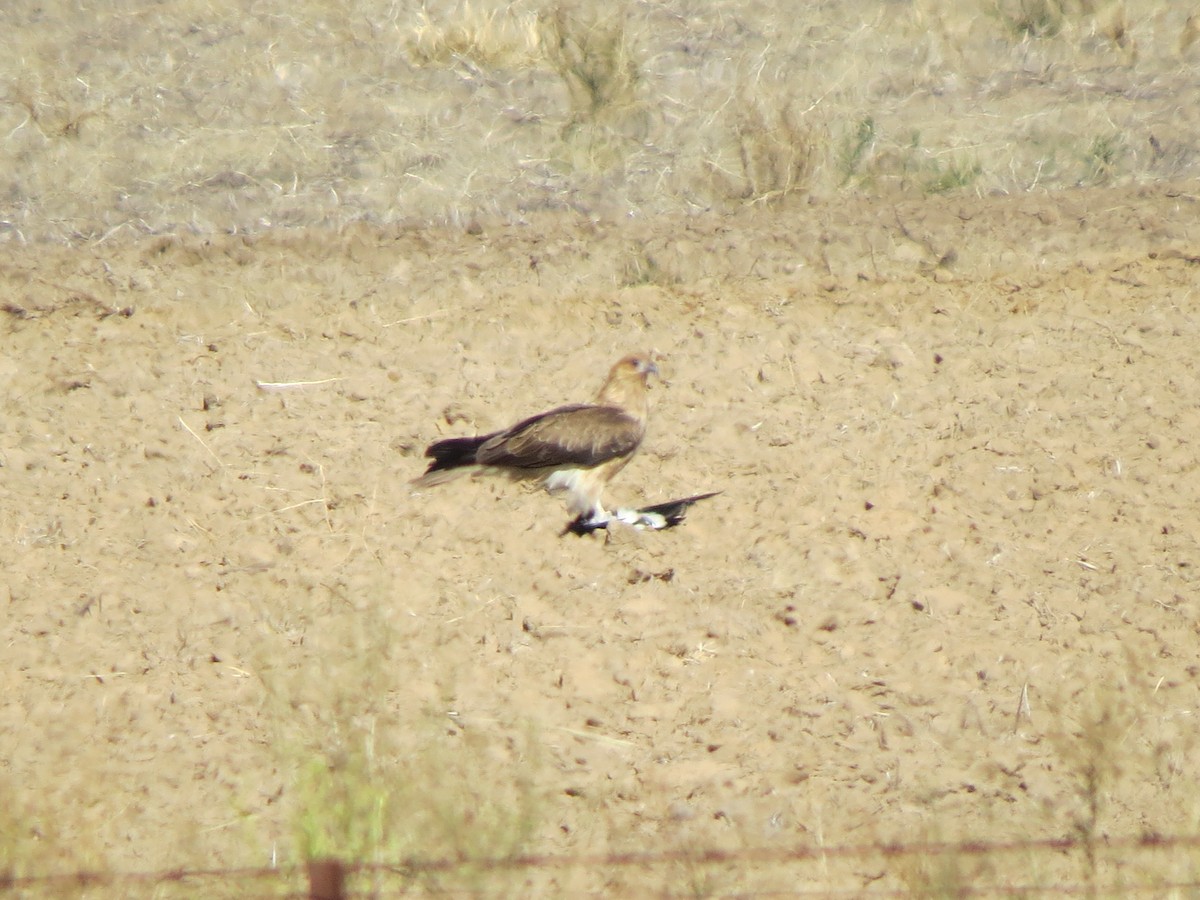 Whistling Kite - ML92692951