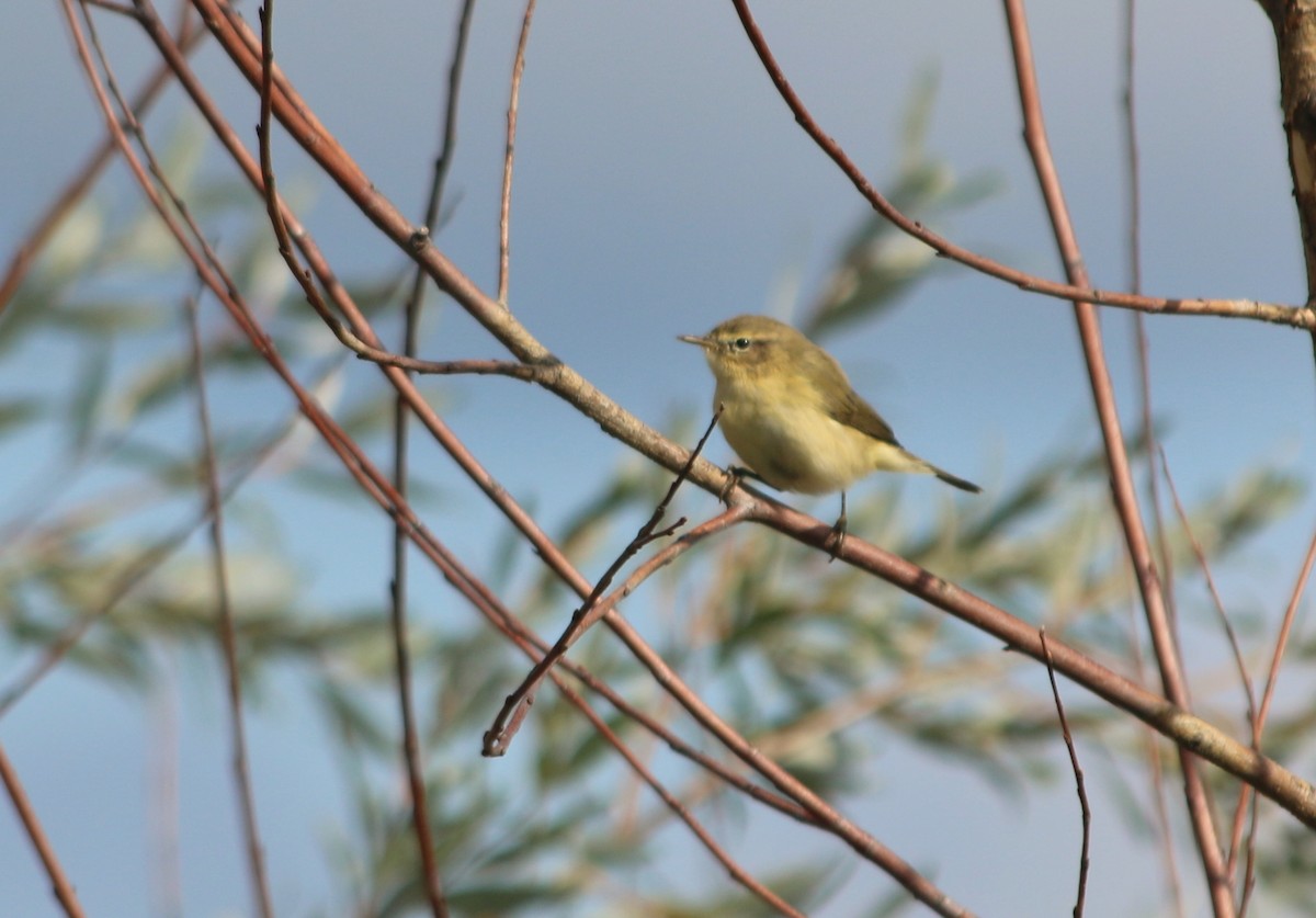 Common Chiffchaff (Common) - ML92694041