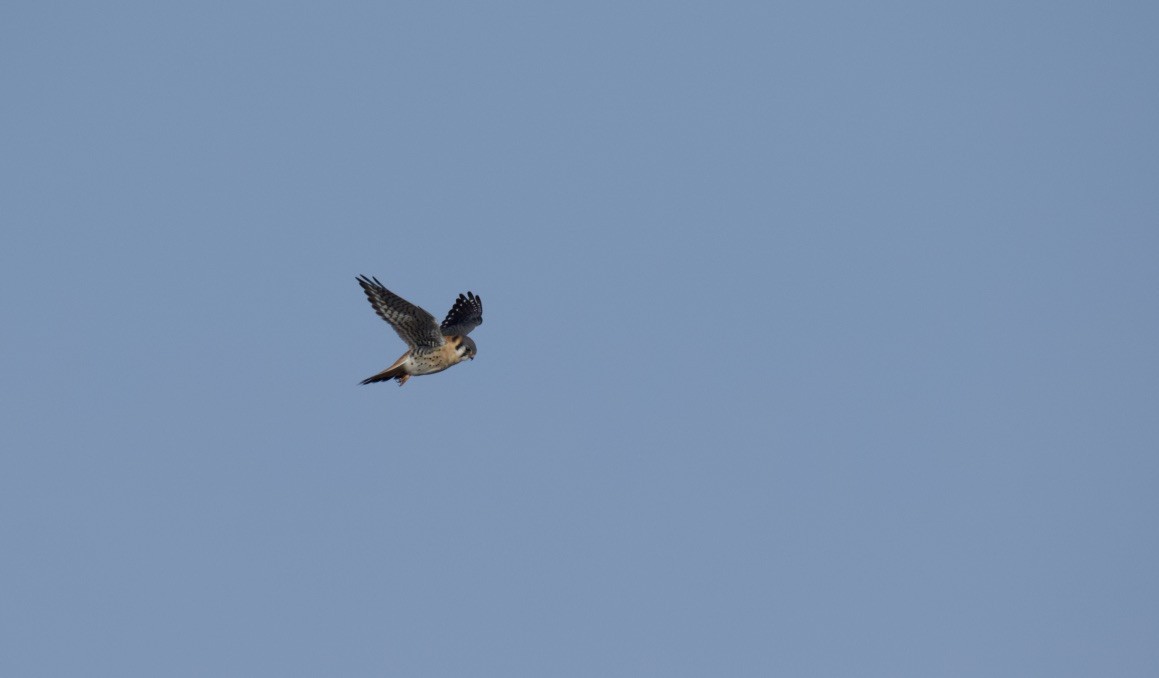 American Kestrel - ML92694061