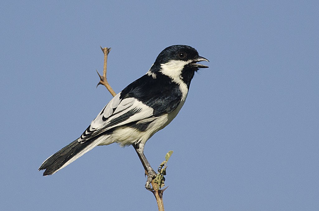 White-naped Tit - Kannan AS