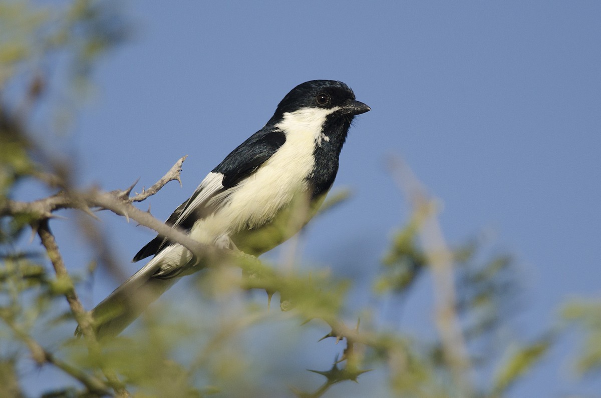 Mésange à ailes blanches - ML92694141