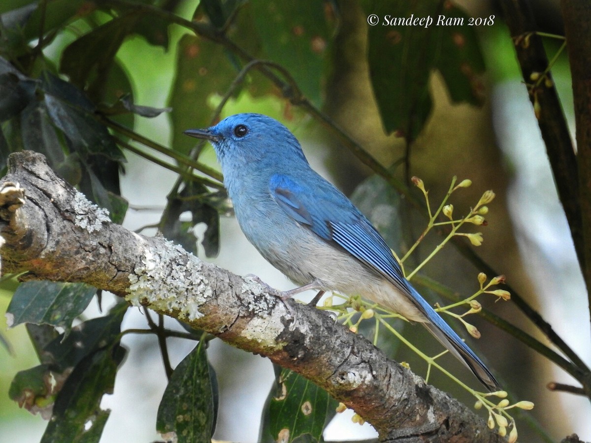 Pale Blue Flycatcher - Sandeep Ramz