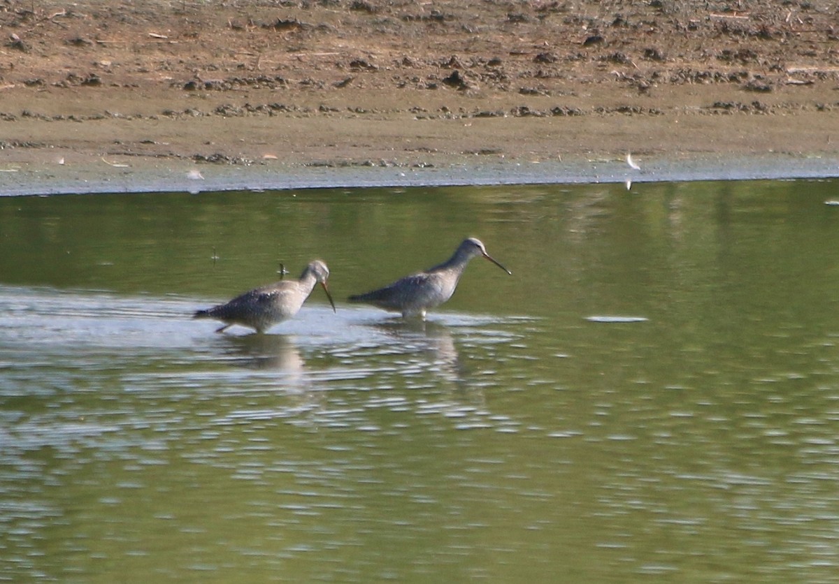 Spotted Redshank - ML92695481