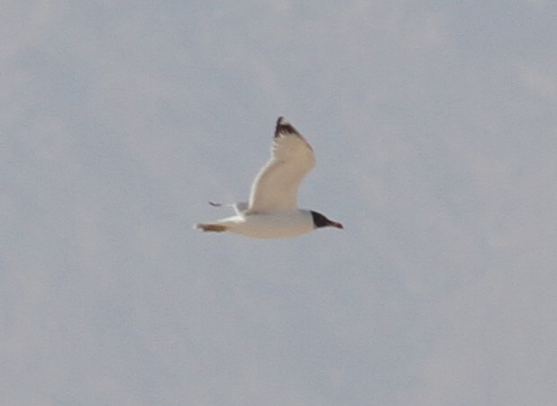 Pallas's Gull - ML92695591