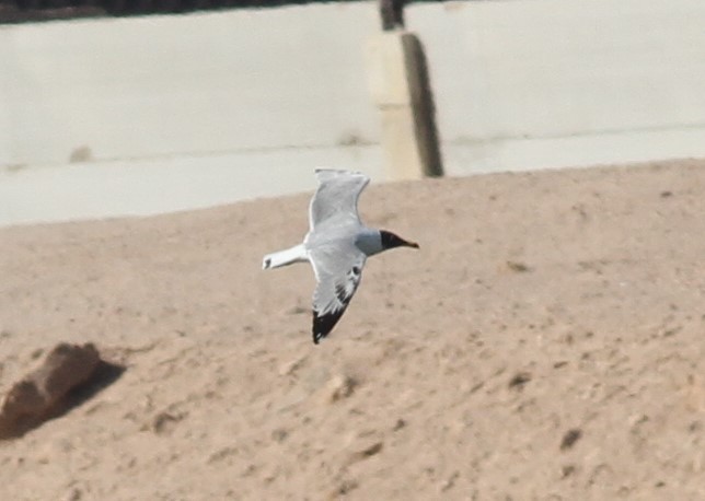 Pallas's Gull - ML92695601