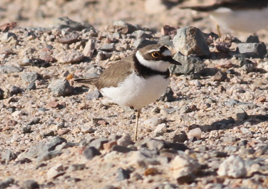 Little Ringed Plover - Paul Bourdin