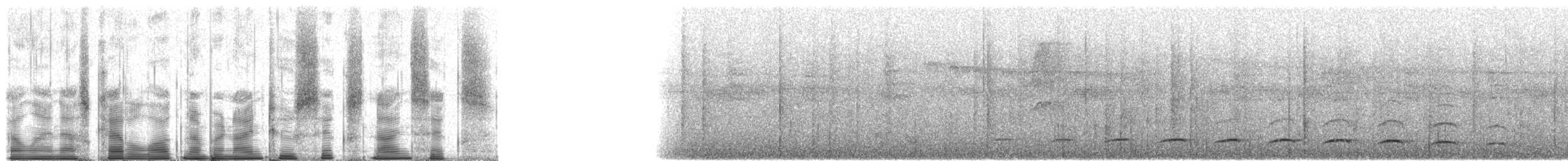 White-streaked Antvireo (White-streaked) - ML92696