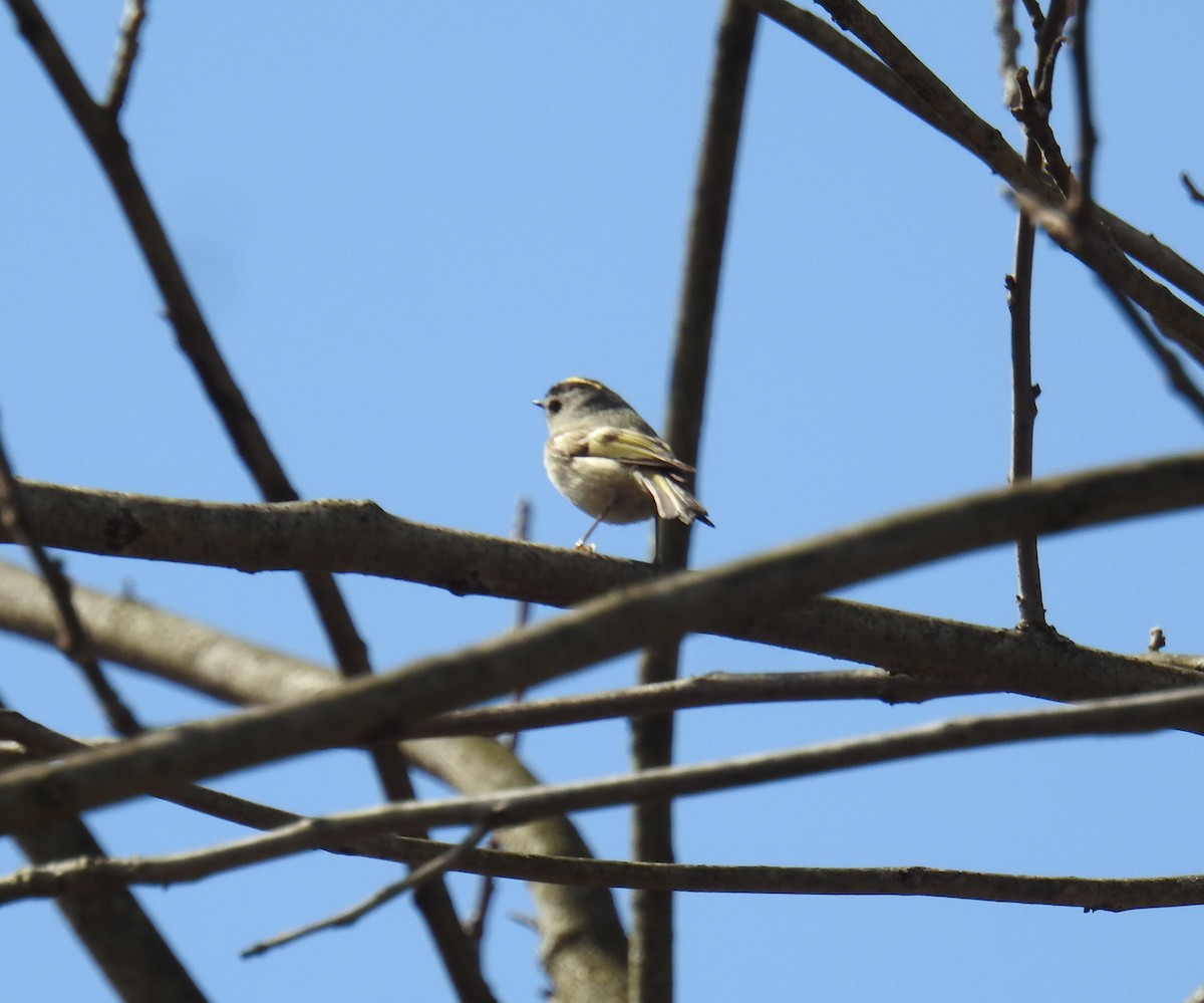 Golden-crowned Kinglet - ML92698421
