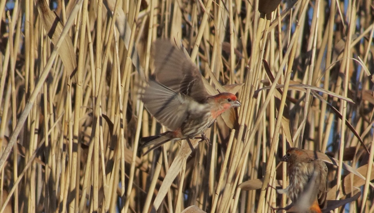 House Finch - ML92700091