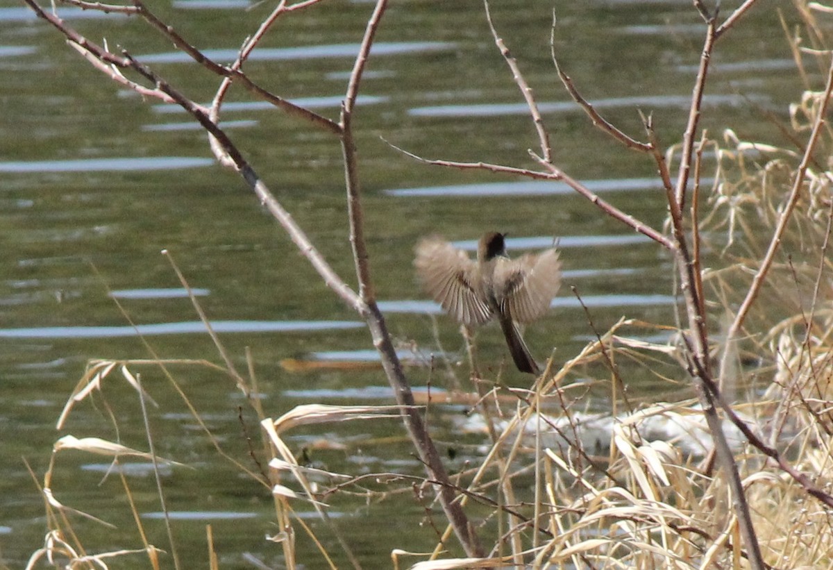 Eastern Phoebe - Mary Kvasnic