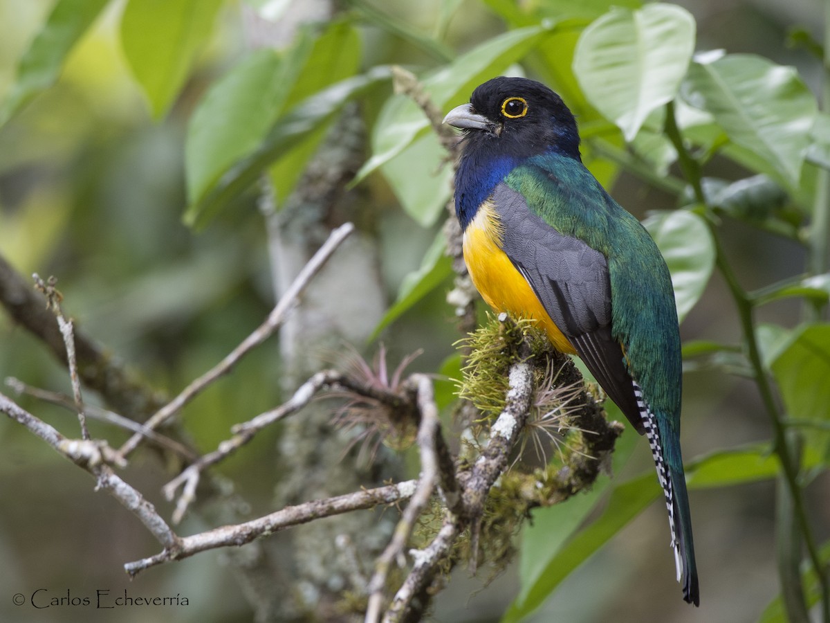 Gartered Trogon - ML92702971