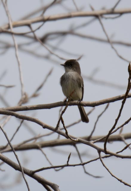 Eastern Phoebe - ML92703501