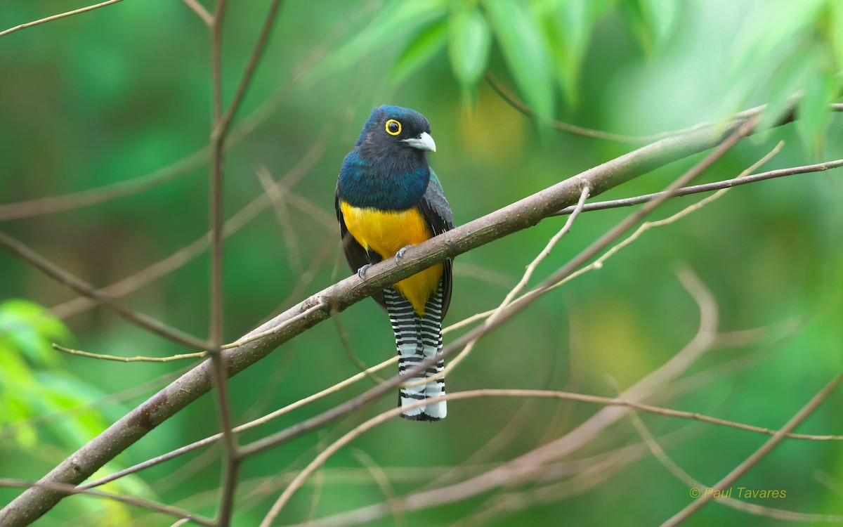 Guianan Trogon - ML92710251