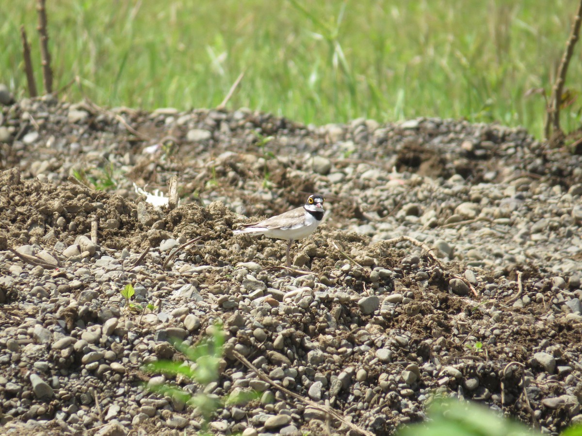 Little Ringed Plover - ML92710391