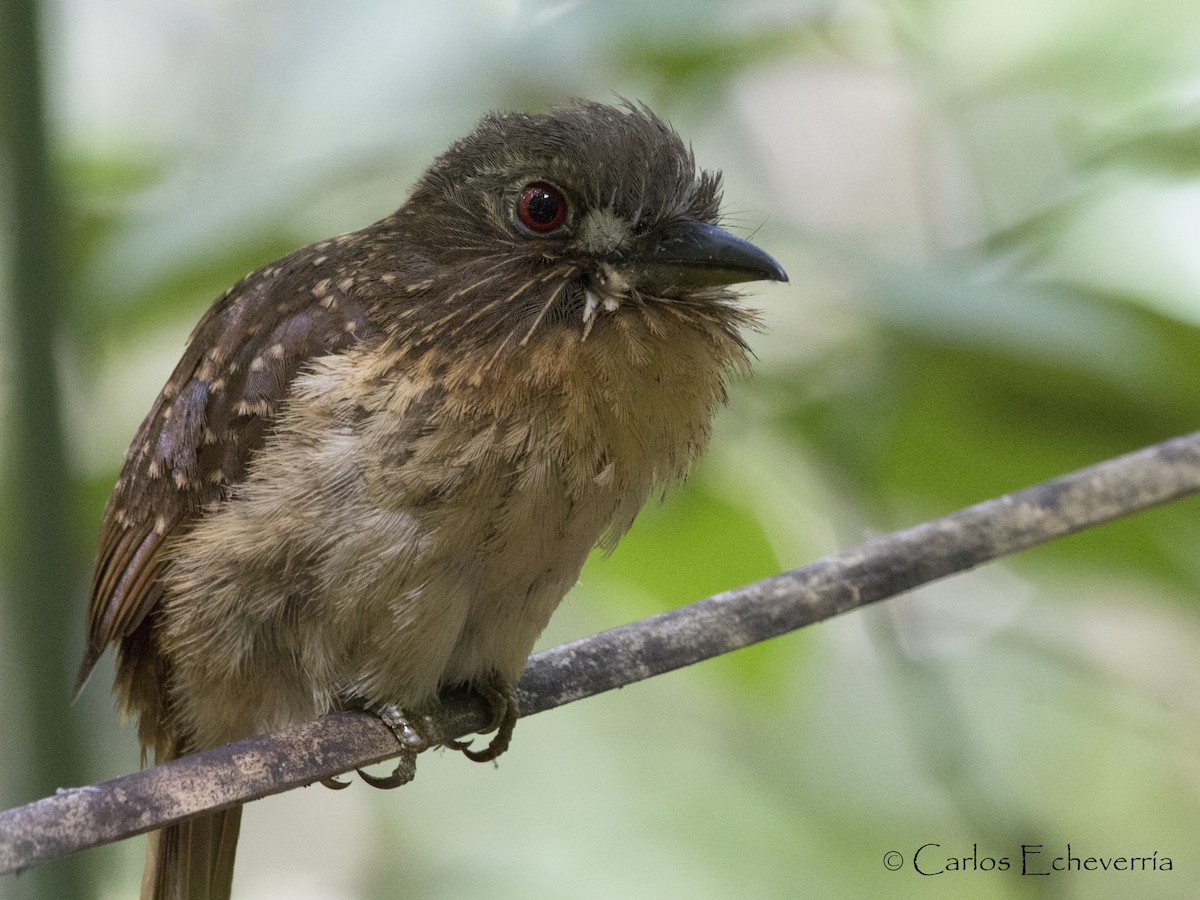 White-whiskered Puffbird - Carlos Echeverría