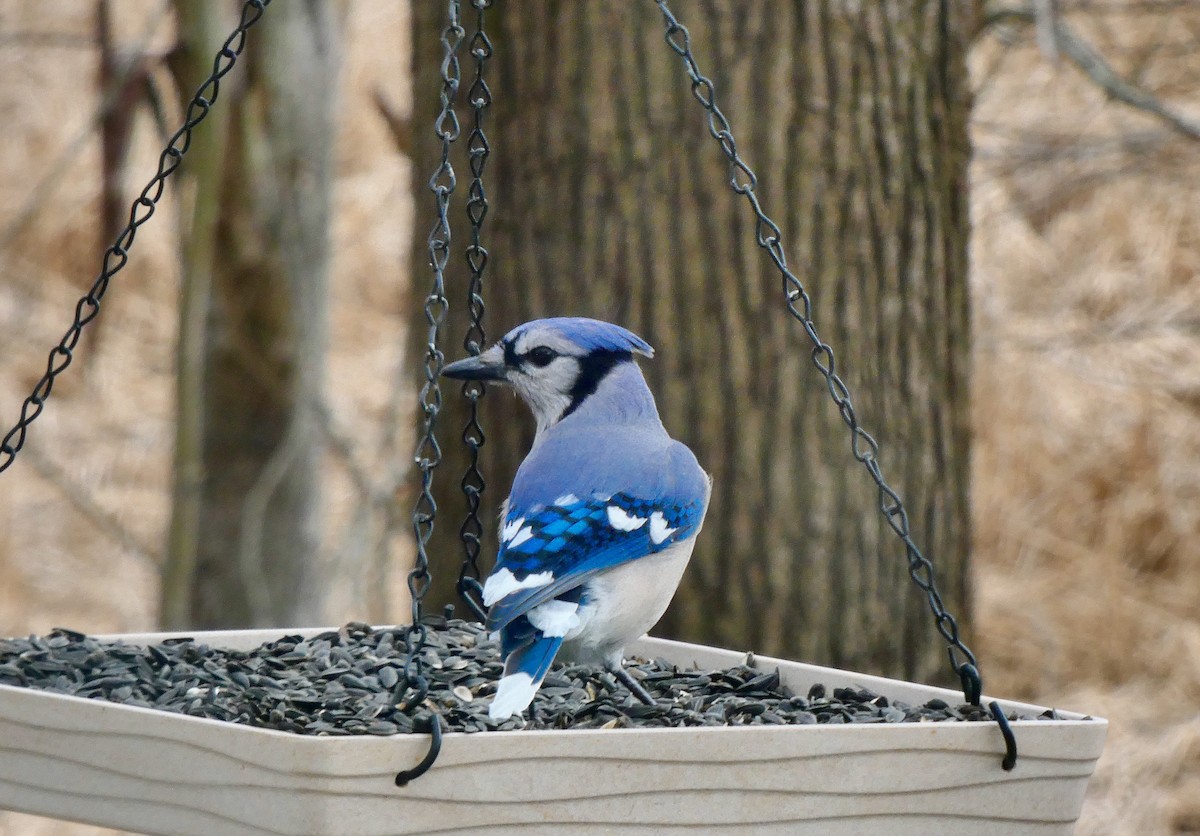 Blue Jay - ML92710501