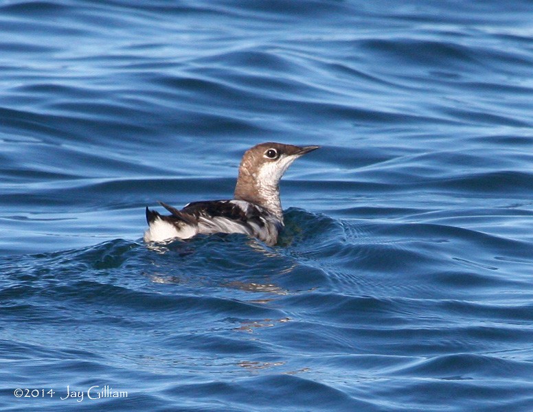 Long-billed Murrelet - ML92710851