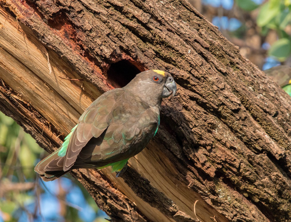 Meyer's Parrot - ML92710941