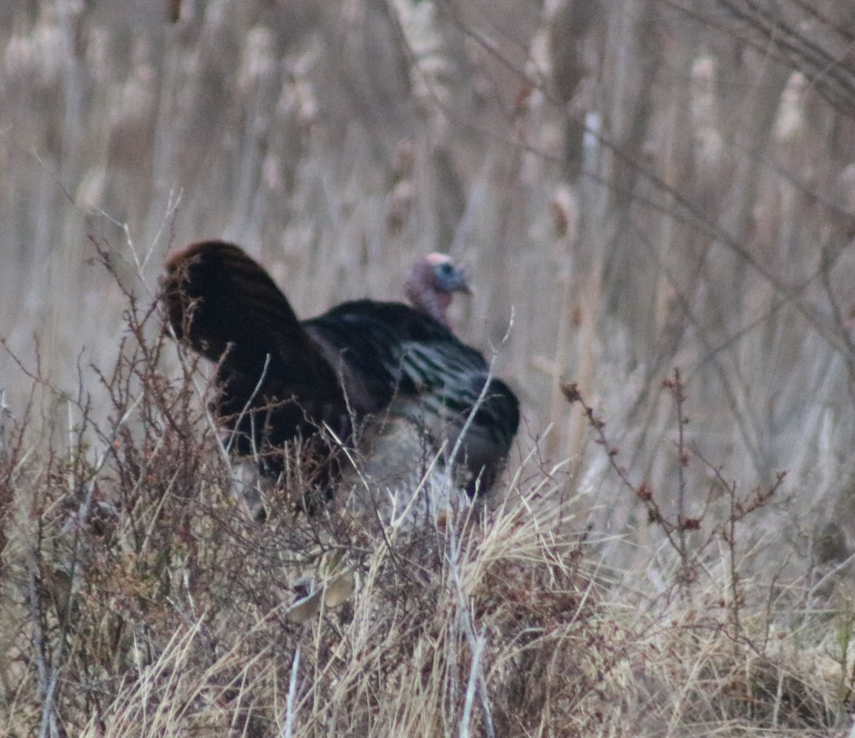 Wild Turkey - Terry Lang