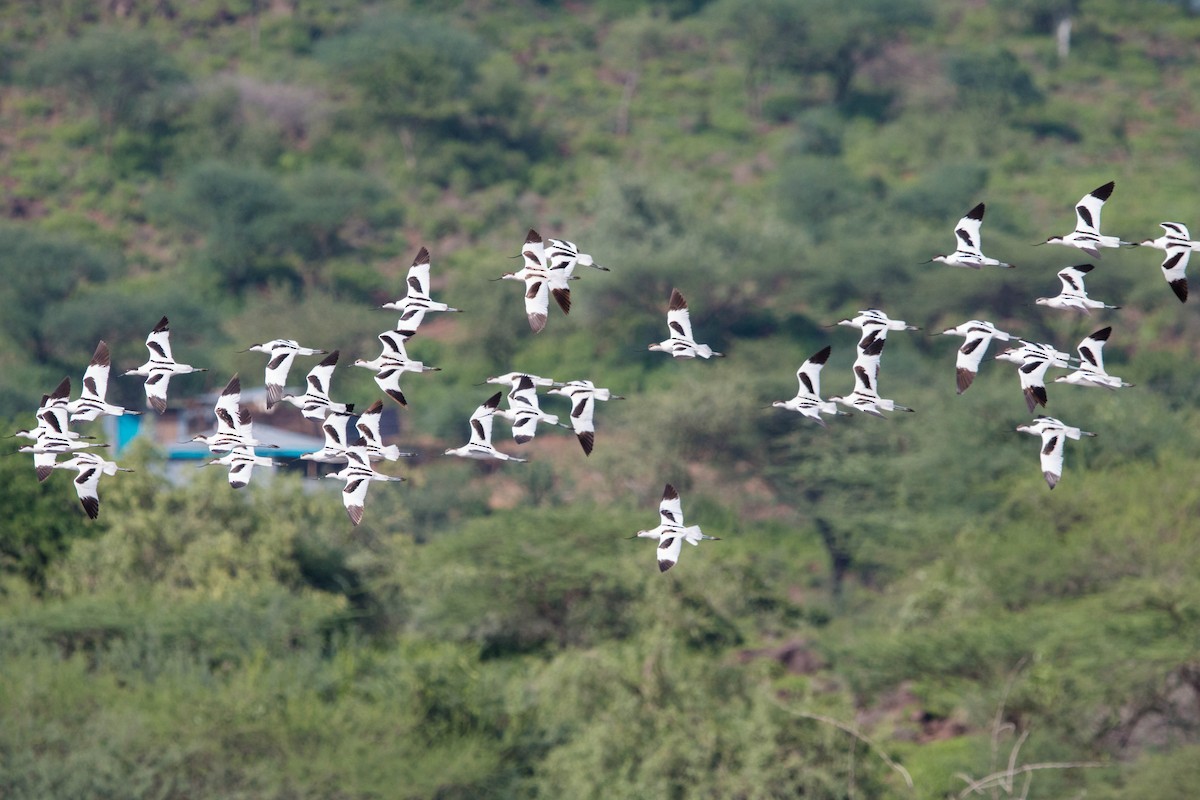 Pied Avocet - ML92711591