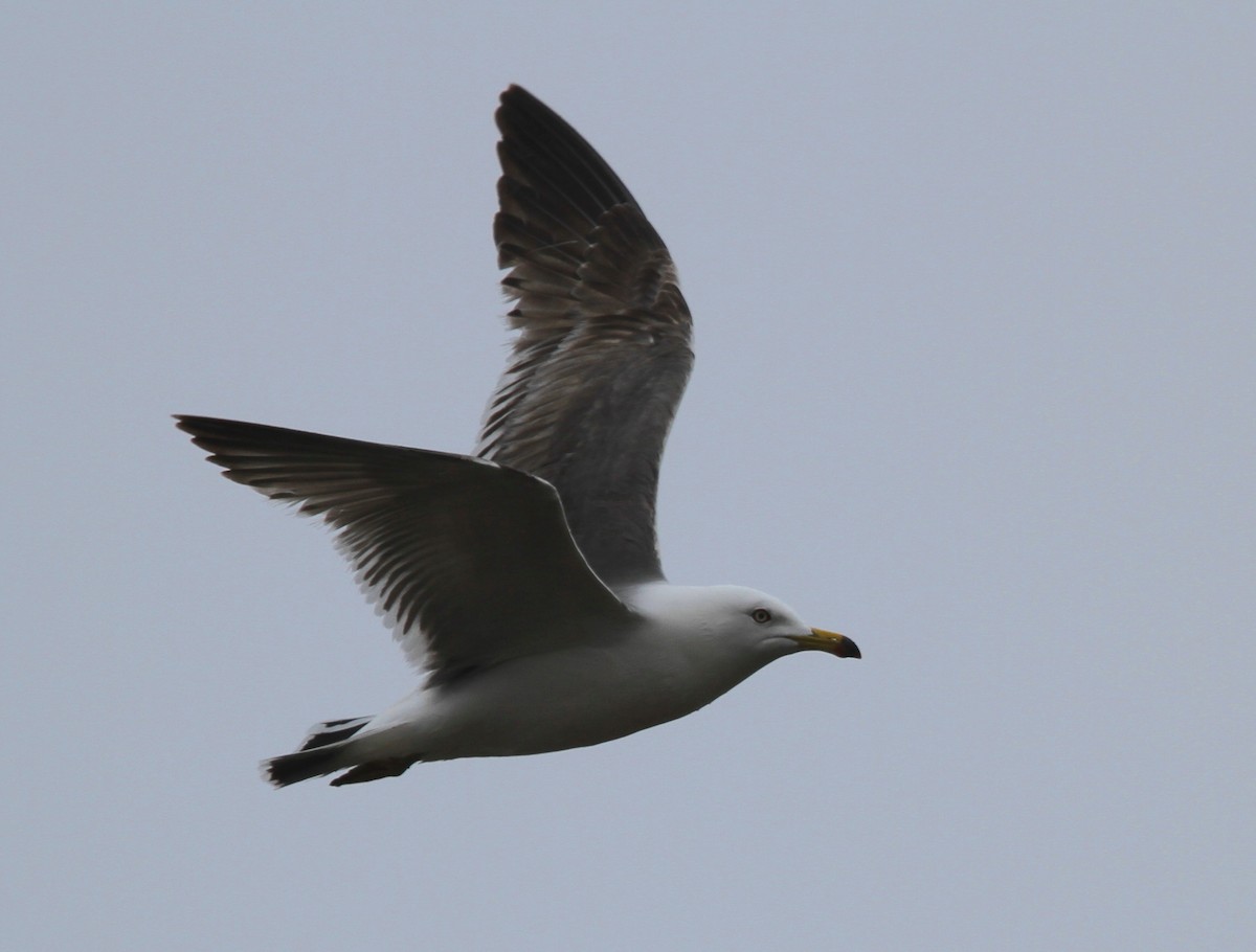 Black-tailed Gull - Isaac Helmericks