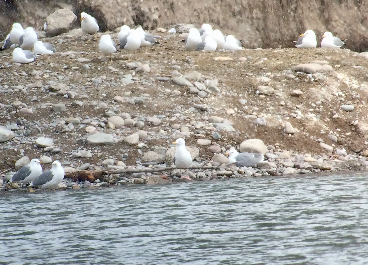 Herring Gull - ML92713551