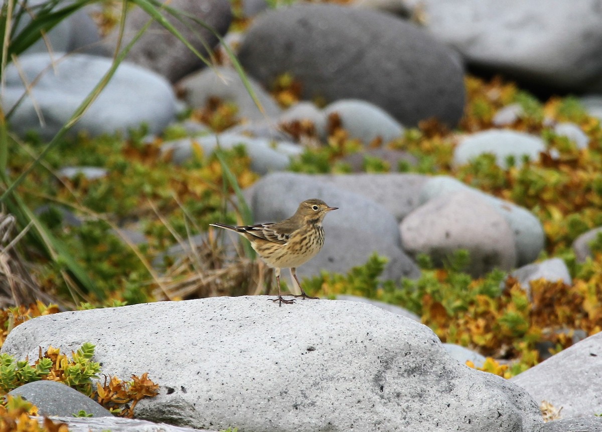 American Pipit (rubescens Group) - ML92714311