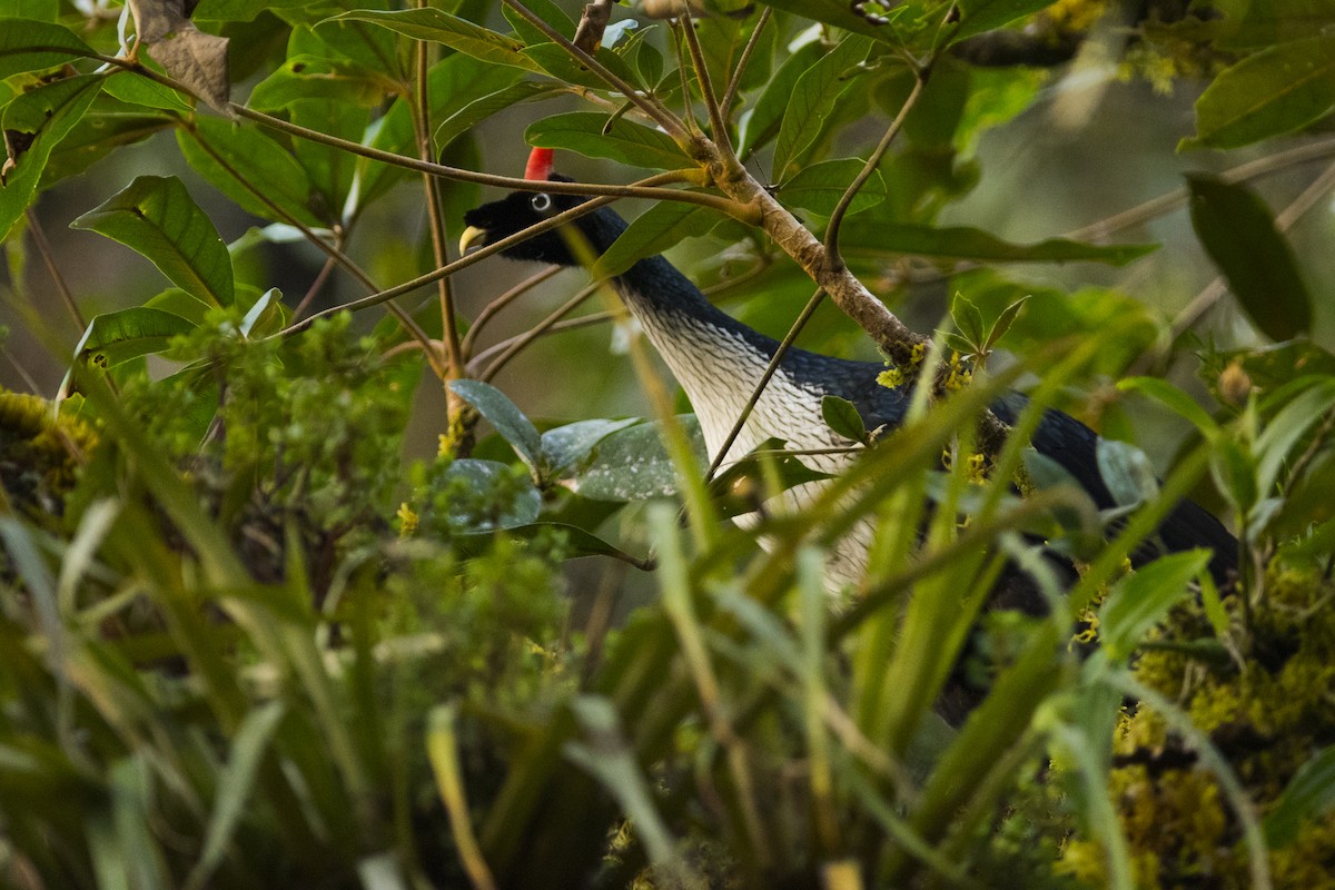 Horned Guan - ML92714371