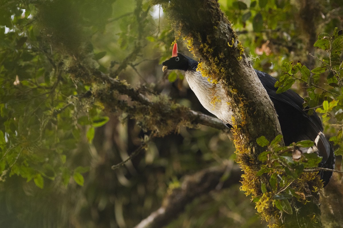 Horned Guan - ML92714511