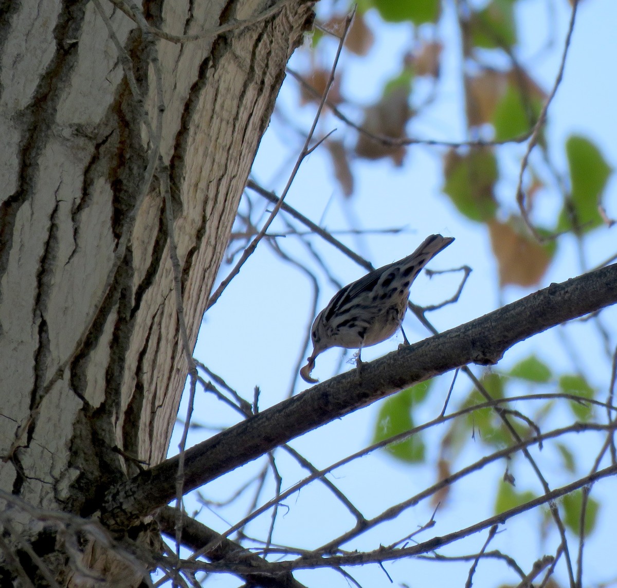 Black-and-white Warbler - ML92715151