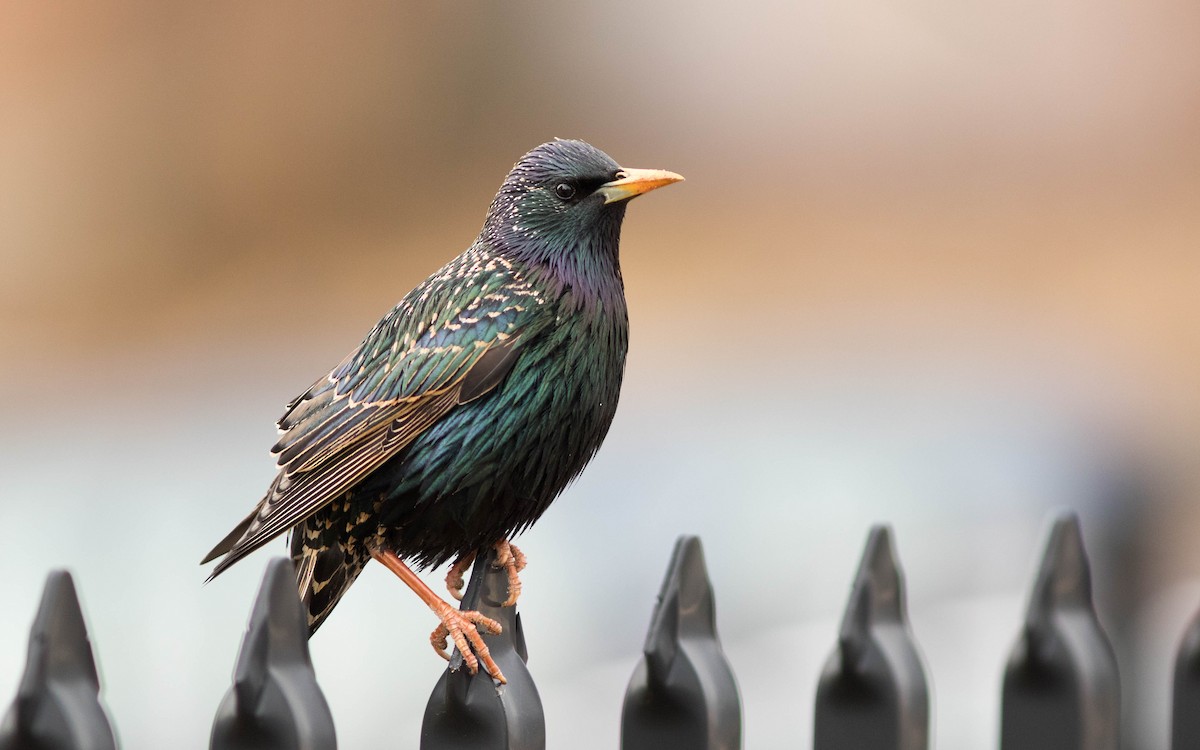 European Starling - ML92717961