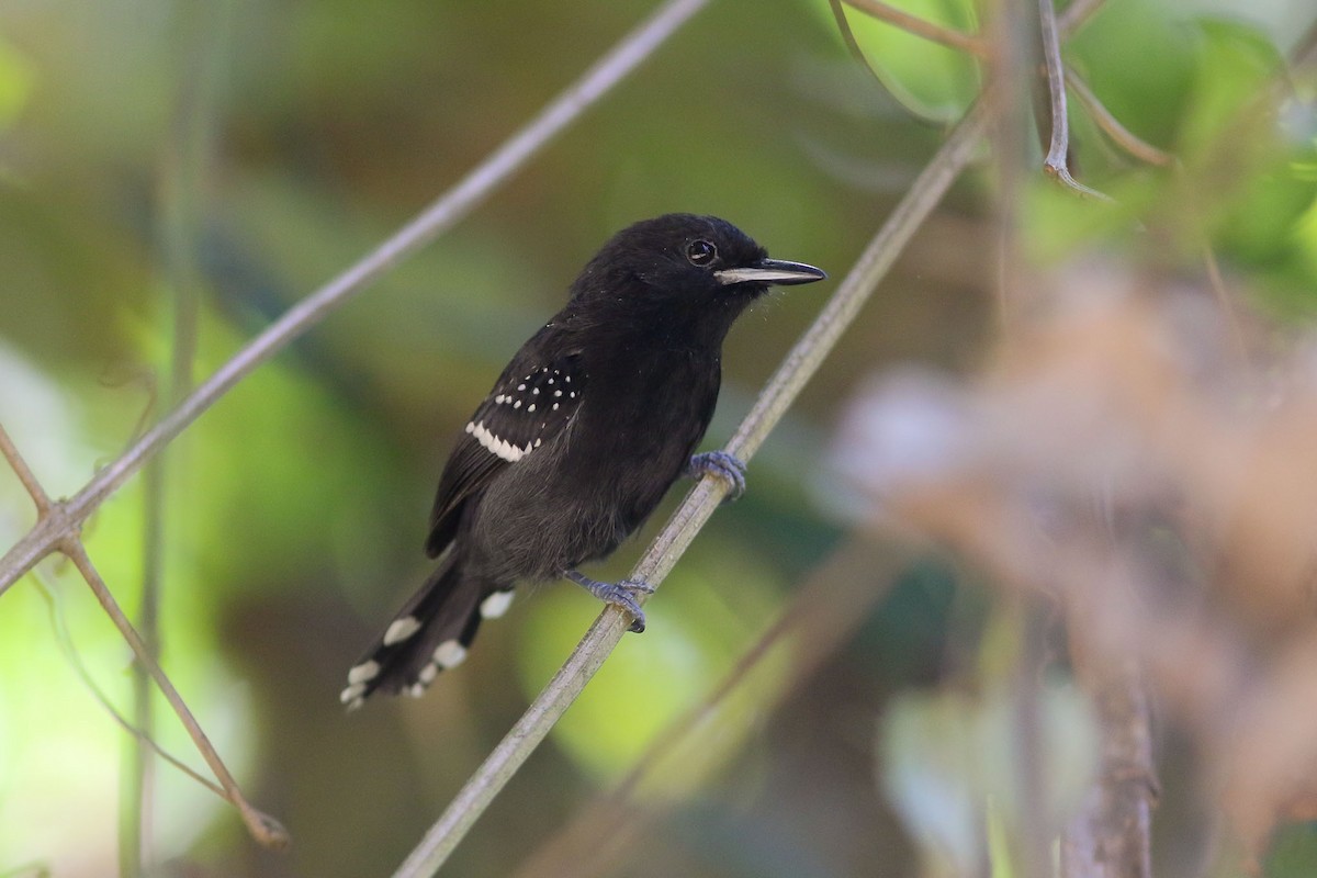 Dot-winged Antwren - Michael O'Brien