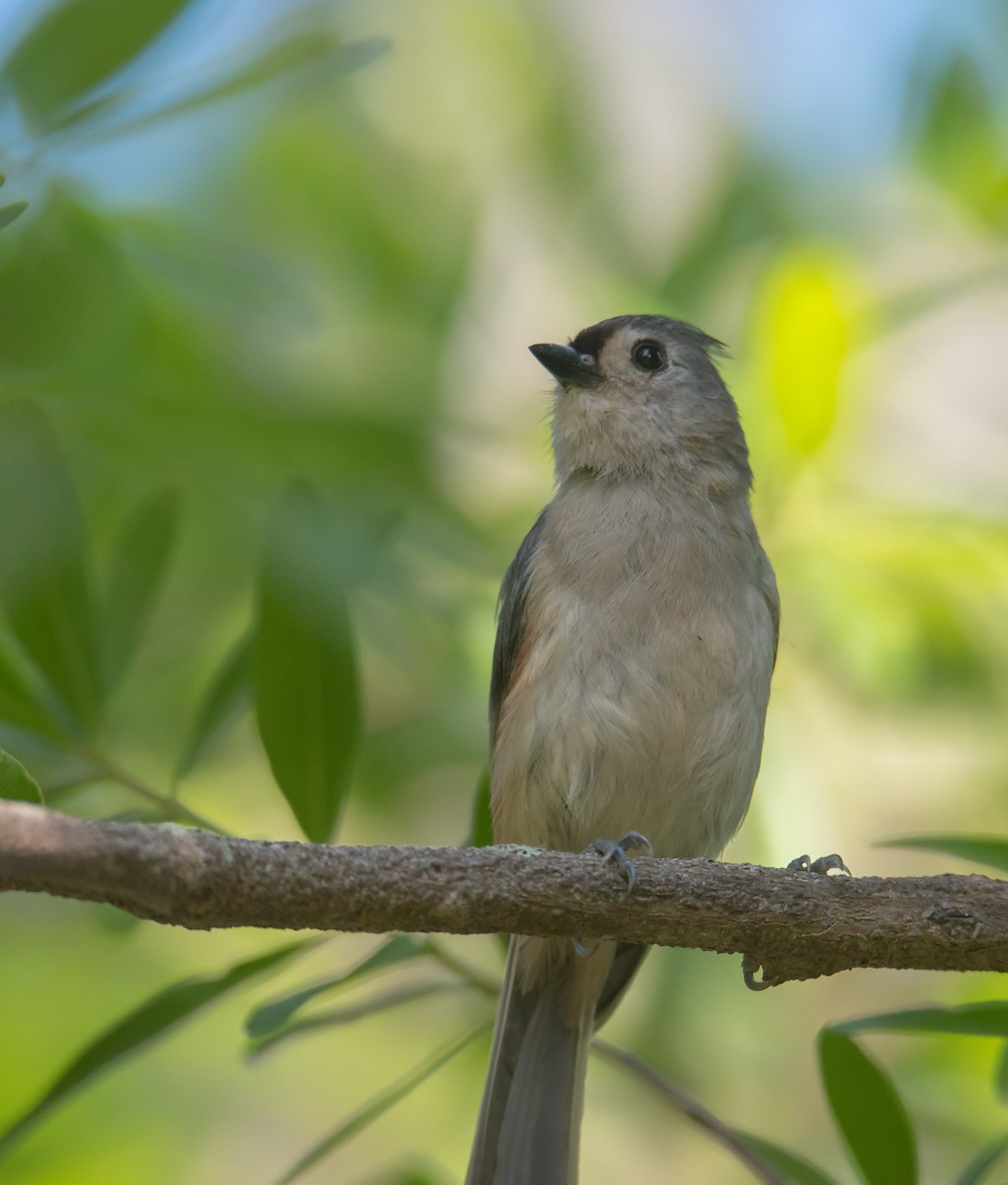 Tufted Titmouse - Wally Jones