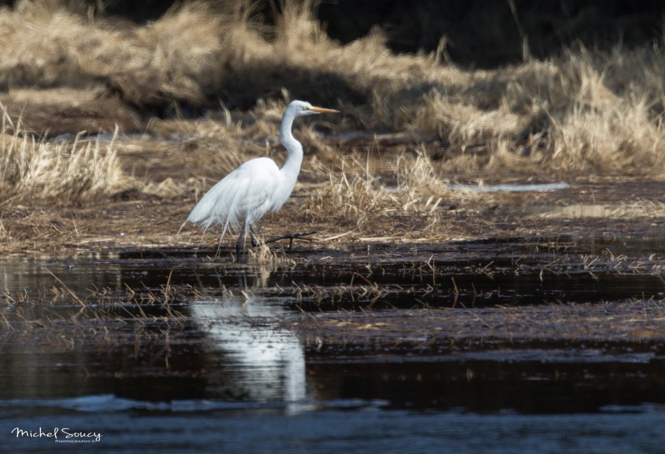 Great Egret - ML92728891