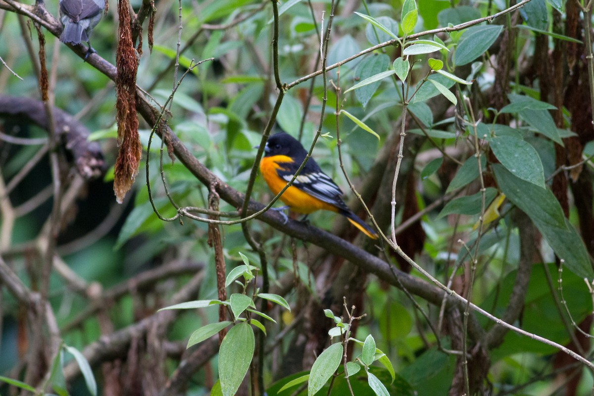 Baltimore Oriole - Nick Pulcinella