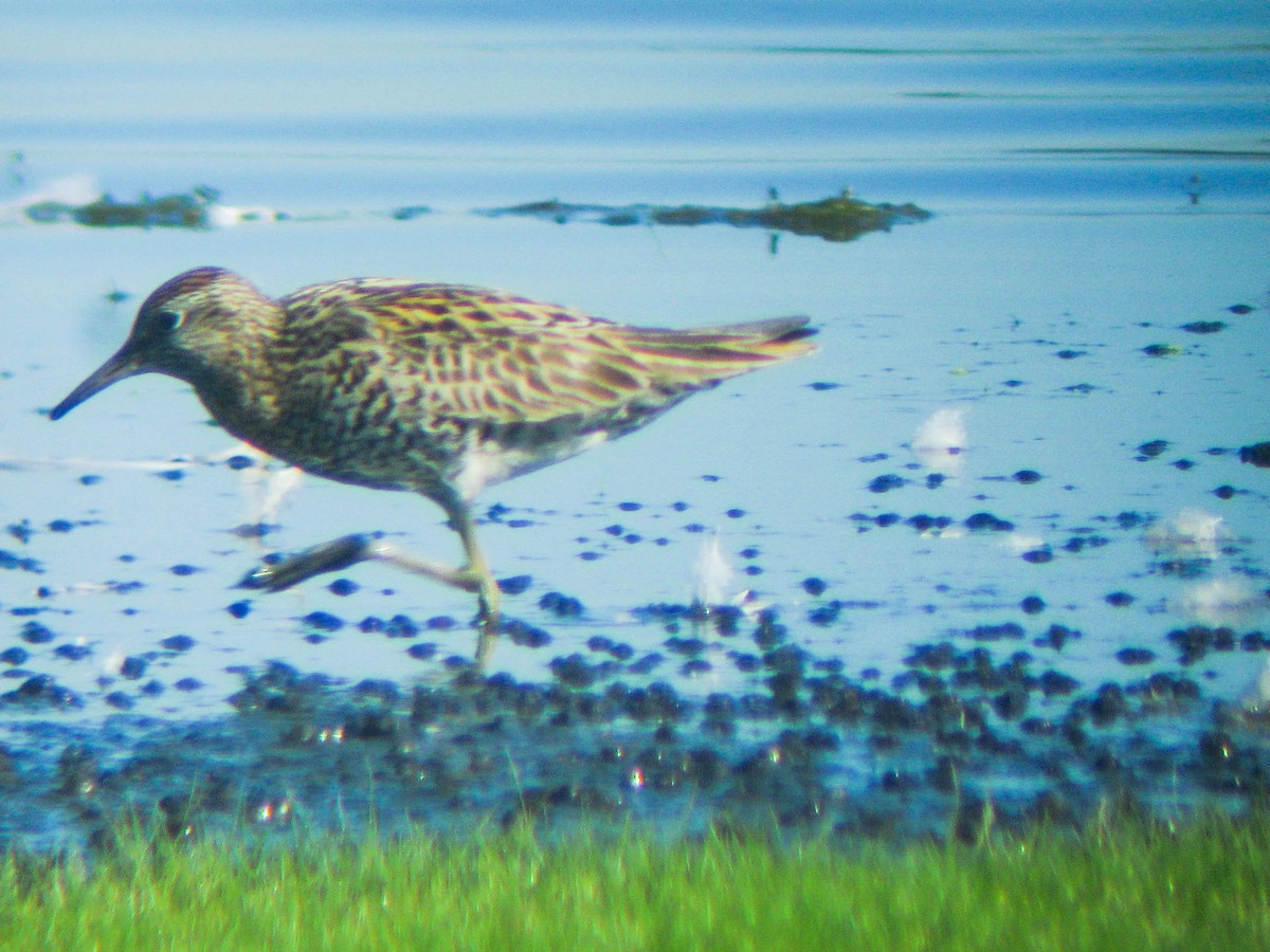 Sharp-tailed Sandpiper - ML92730911