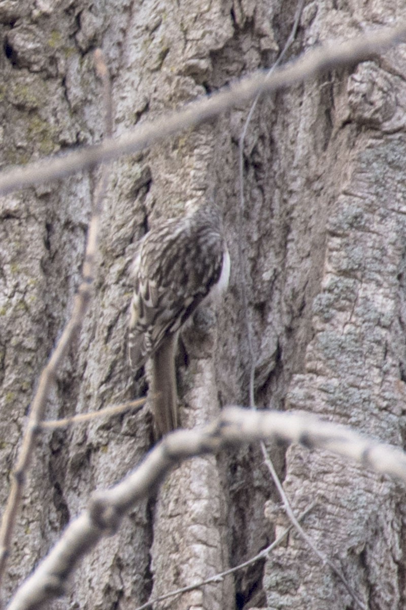 Brown Creeper - ML92731891