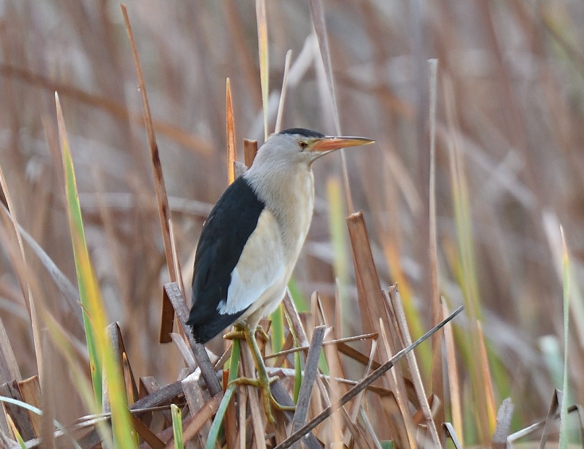 Little Bittern - ML92738551