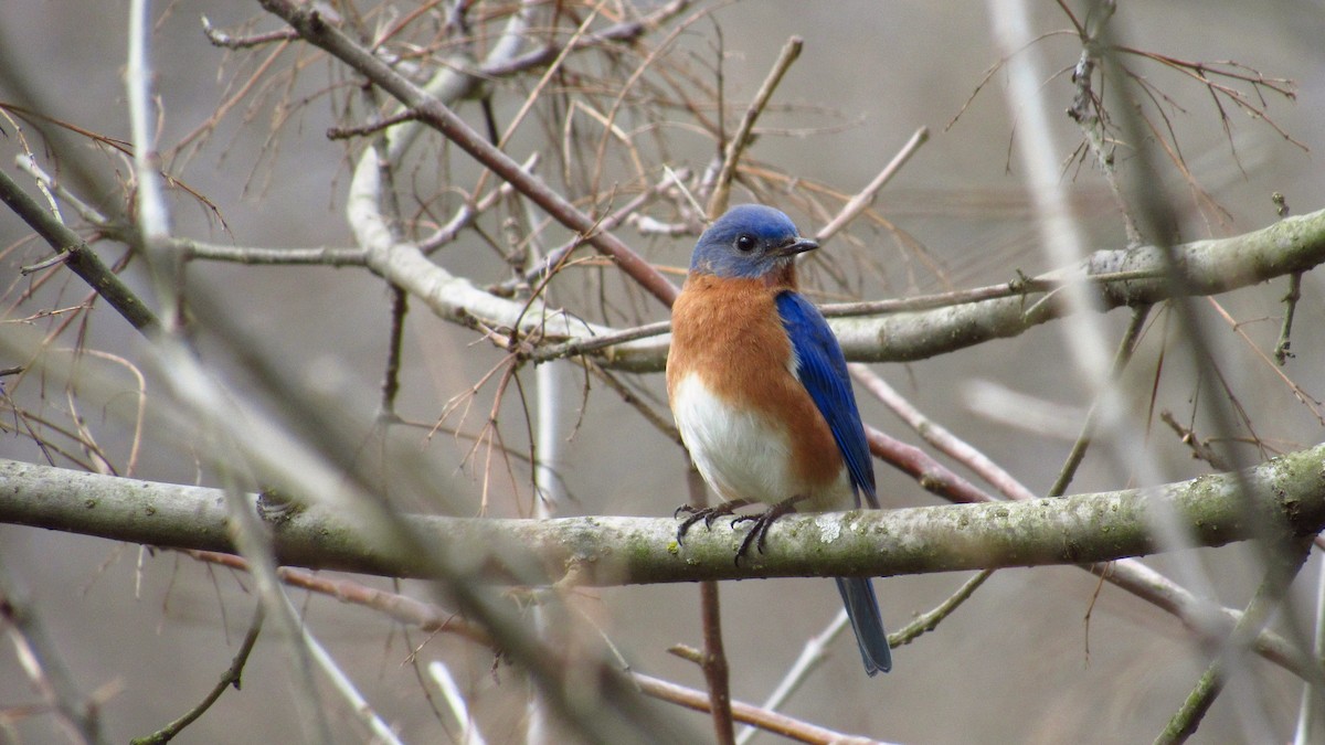 Eastern Bluebird - ML92739641