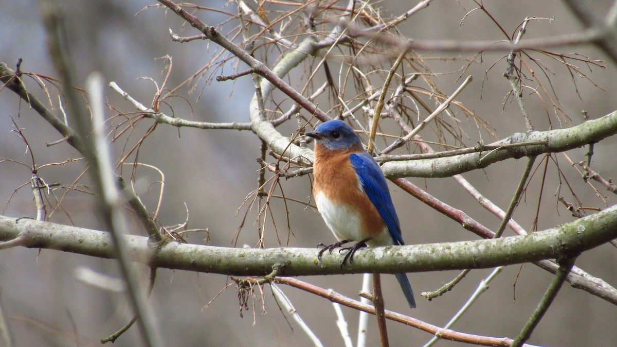 Eastern Bluebird - ML92739681