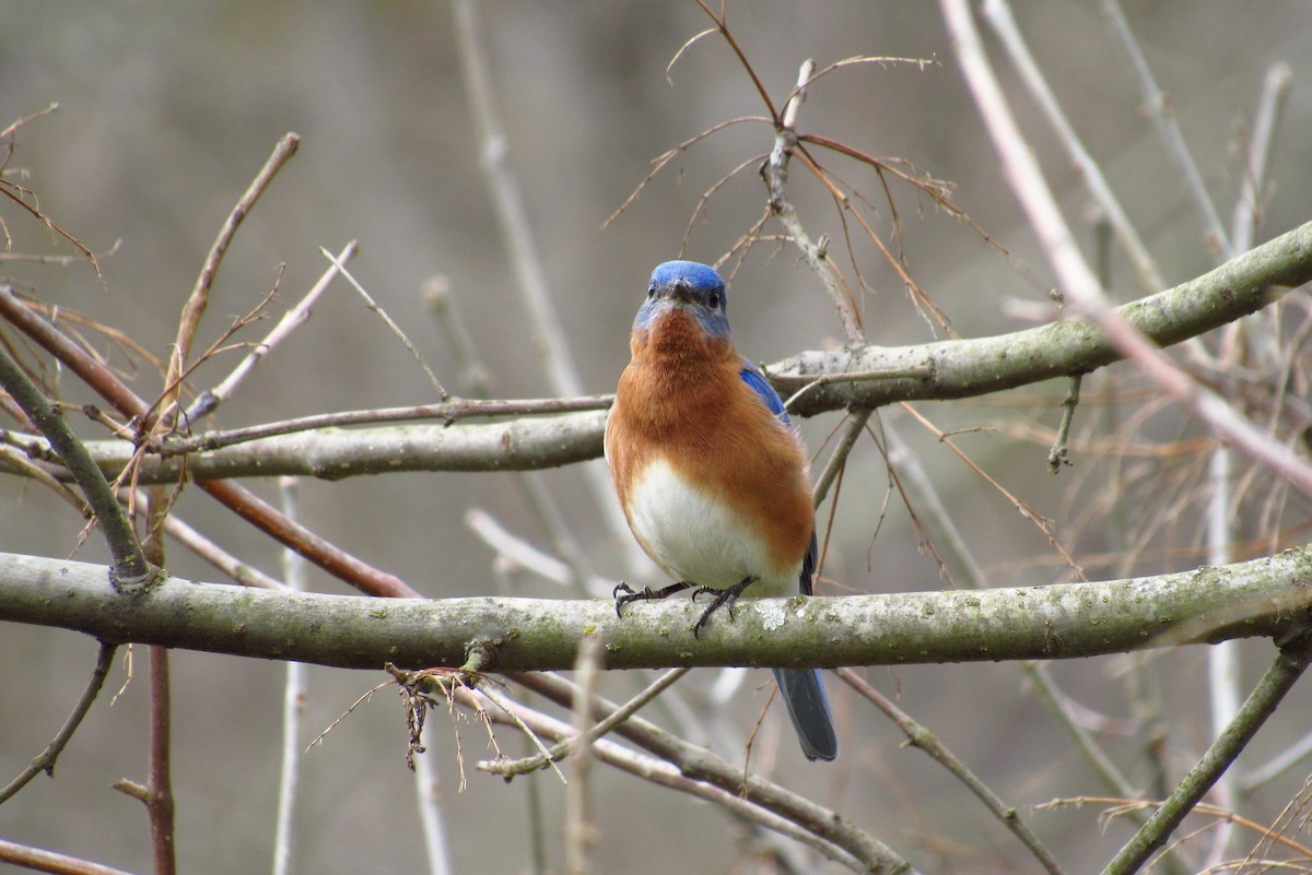 Eastern Bluebird - ML92739691