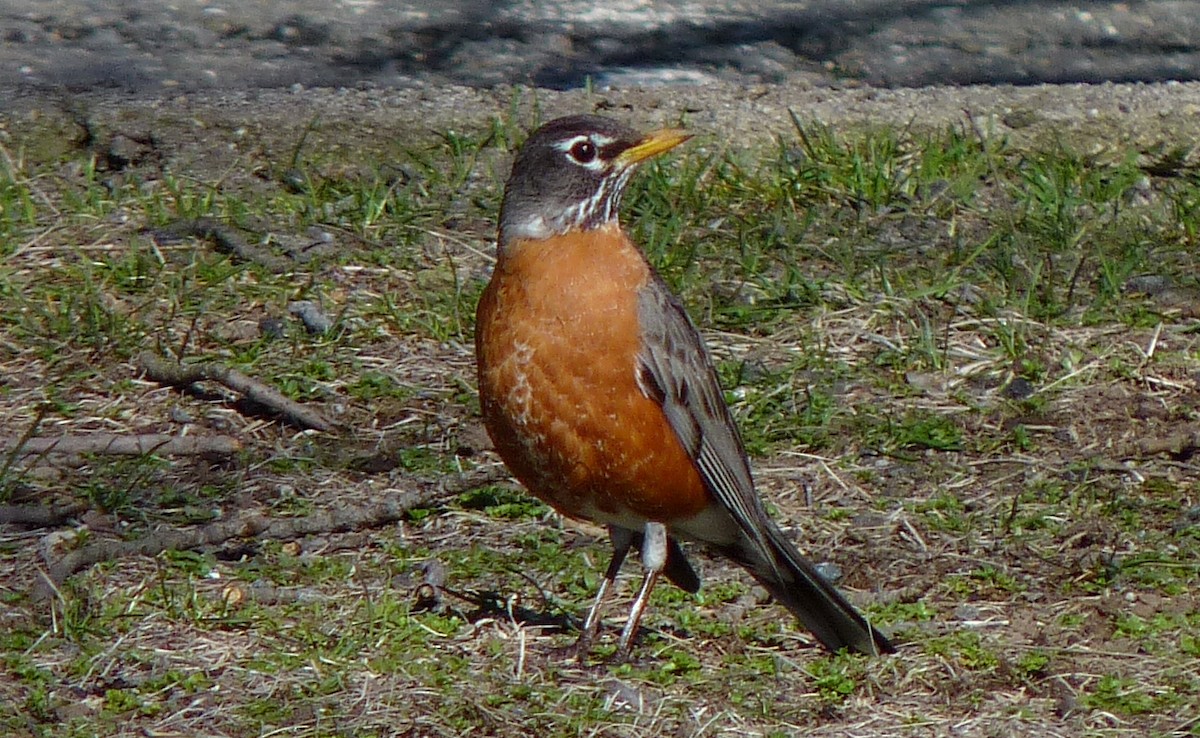 American Robin - John Beetham