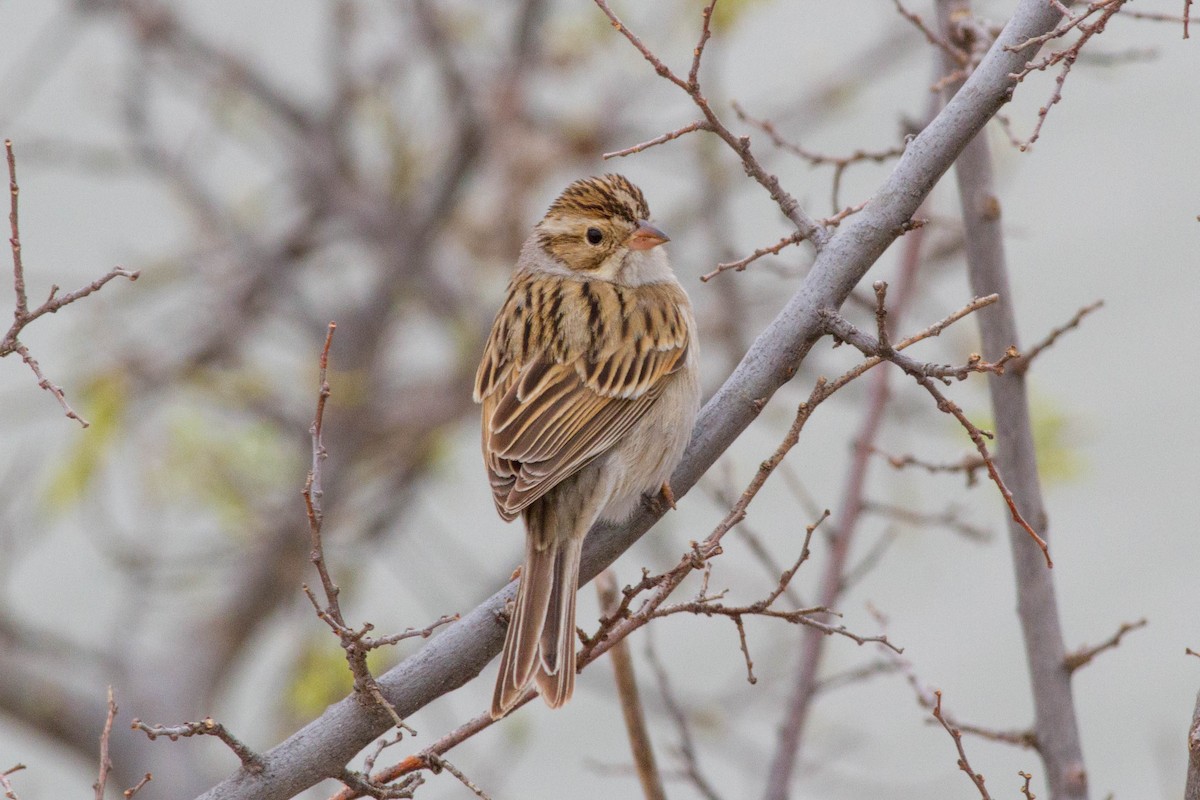 Clay-colored Sparrow - ML92742121