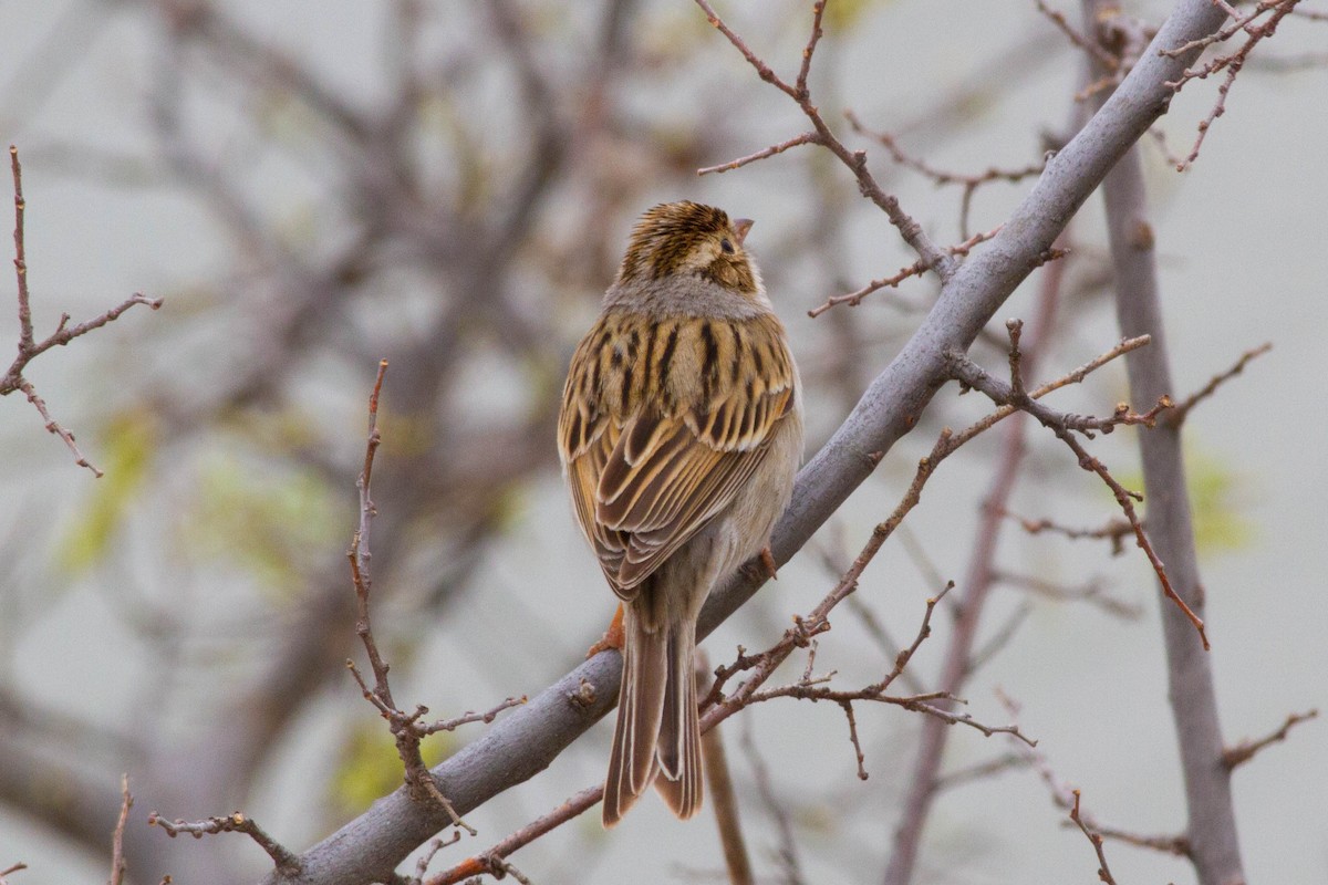 Clay-colored Sparrow - ML92742351