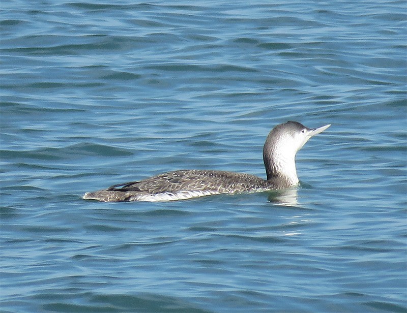 Red-throated Loon - ML92743691