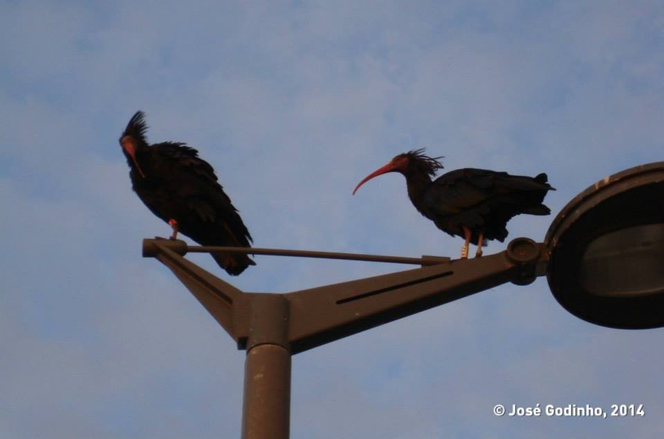 Ibis eremita - ML92744321