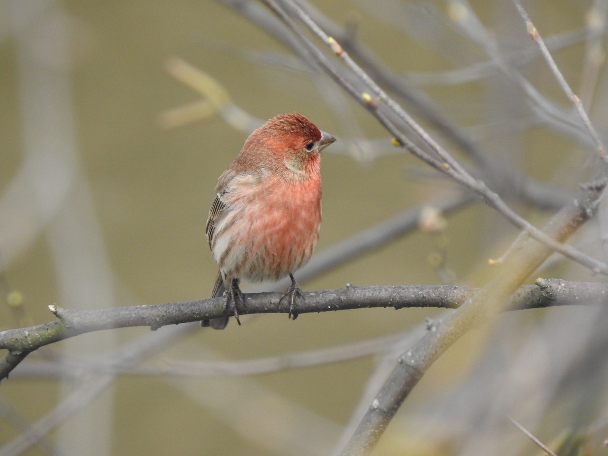 House Finch - Laura Mae