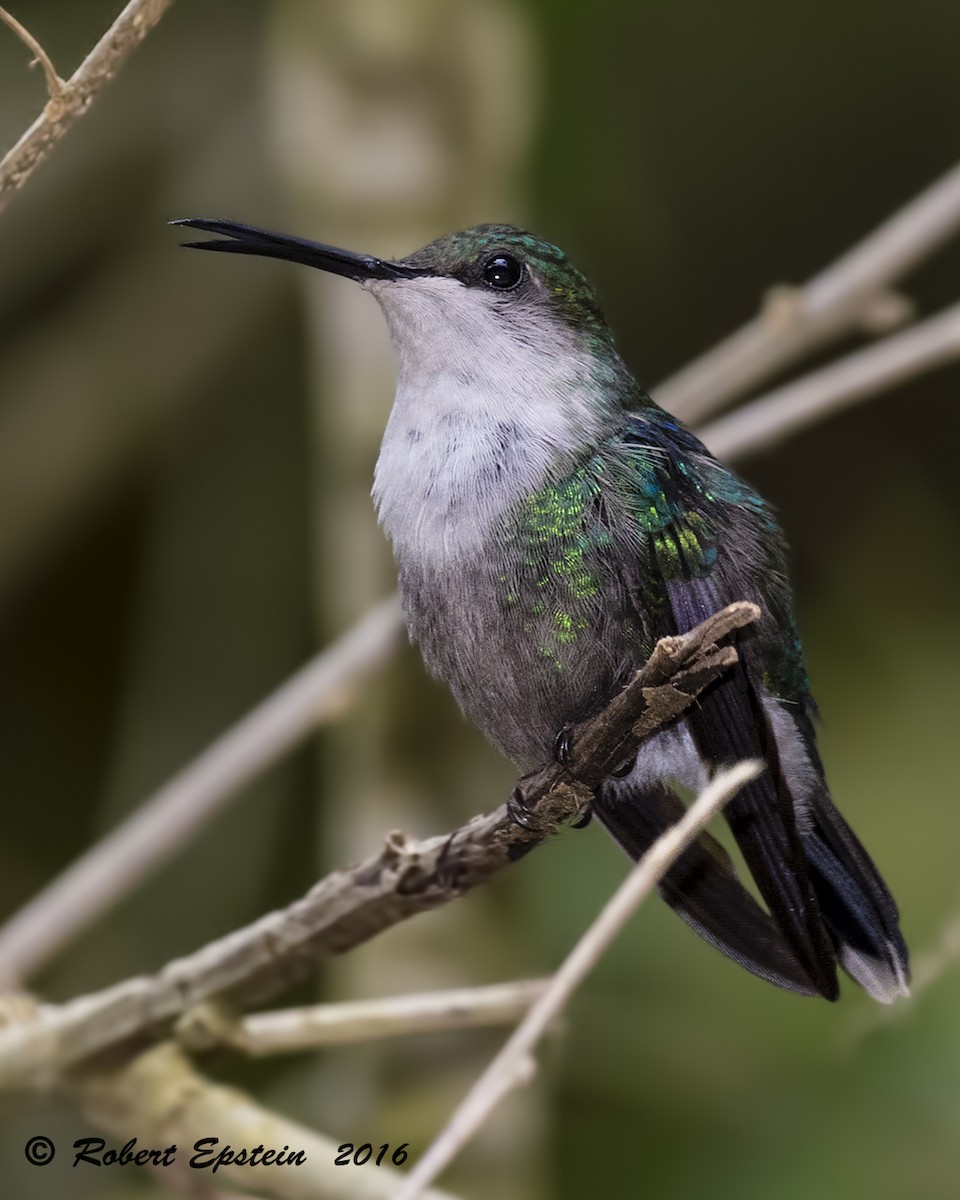kolibřík vidloocasý - ML92747091