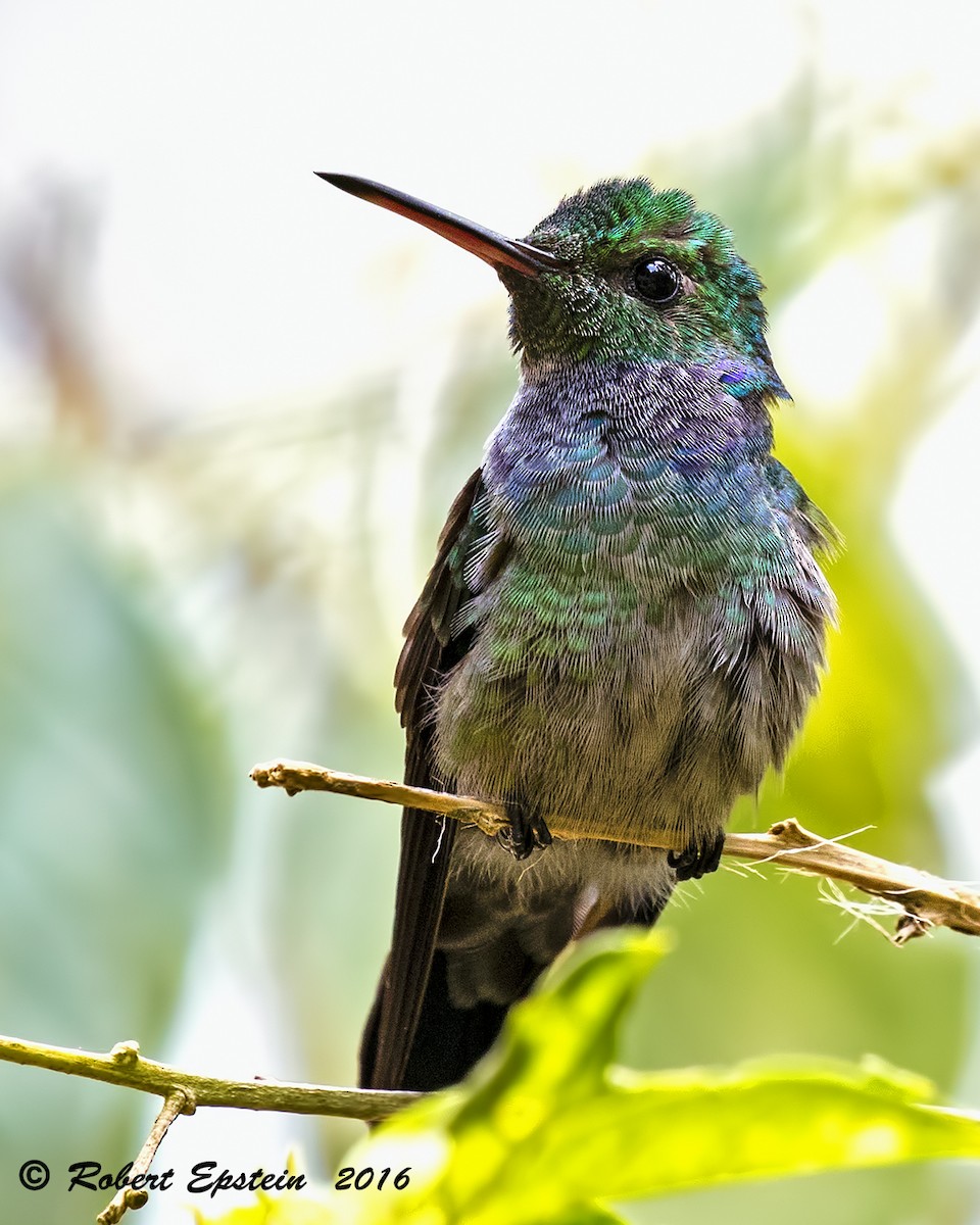 kolibřík modroprsý - ML92749151